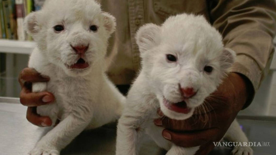 Nacen dos crías de leones blancos en parque Reino Animal