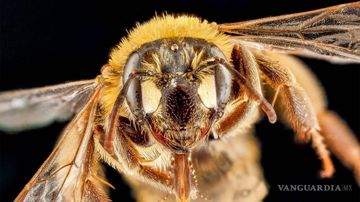 Abejas &quot;zombies&quot; llegan a Vermont