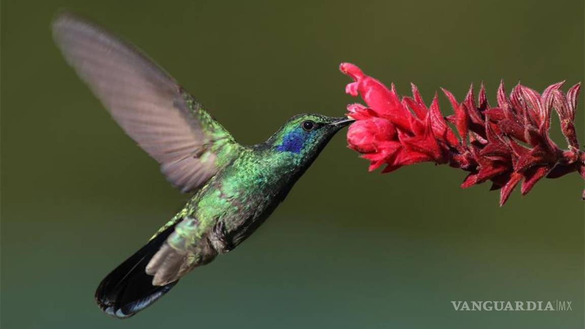 Expertos del mundo exaltarán el impacto del colibrí en la cultura