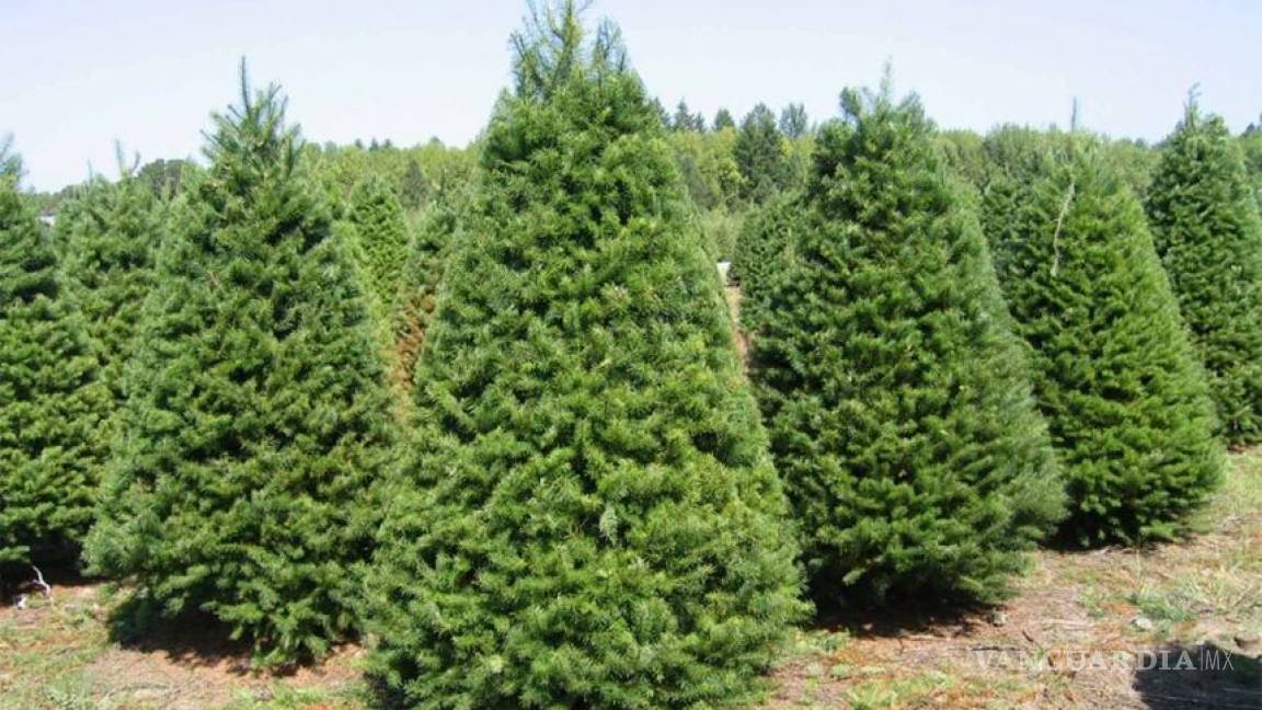 Suman 16 mil árboles navideños de EU rechazados por plaga