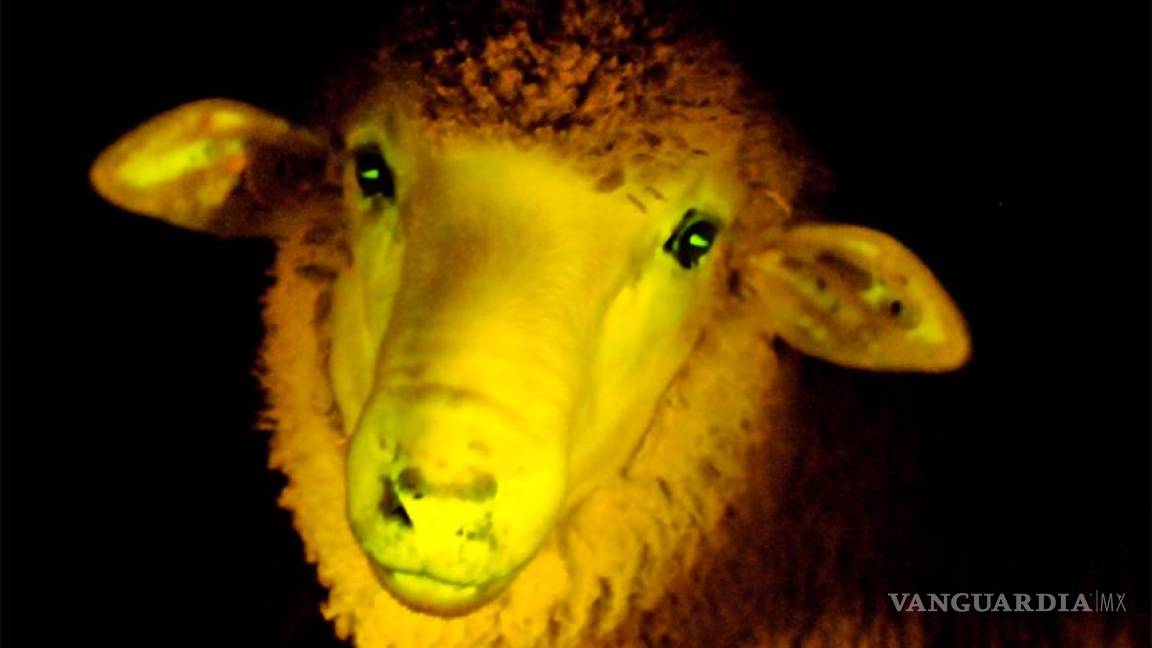Científicos uruguayos crean las primeras ovejas fluorescentes