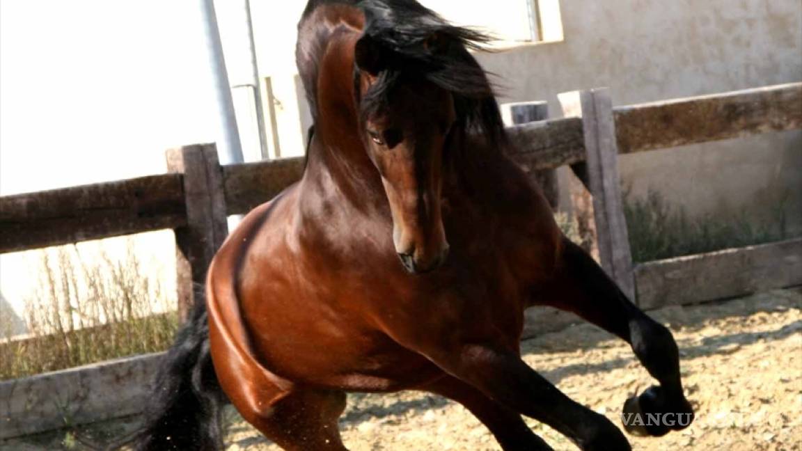 Caballos pura sangre están retenidos desde hace 51 días en el AICM