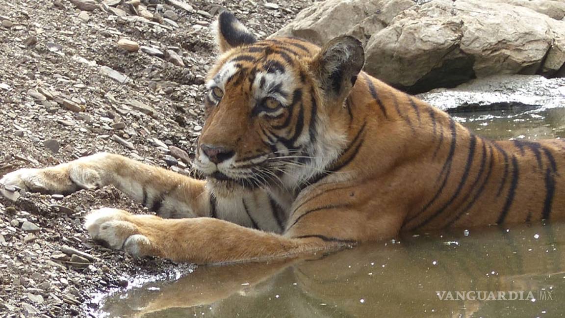 El tigre de Bengala recupera su esplendor