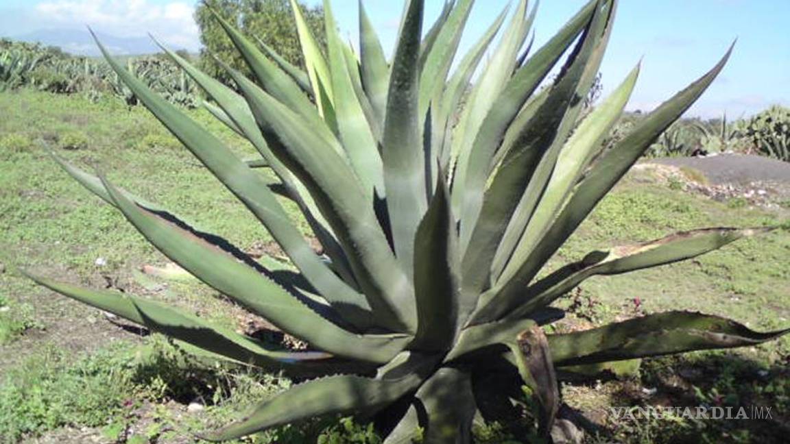 Alerta sobre Inulina de maguey como producto 'milagro'