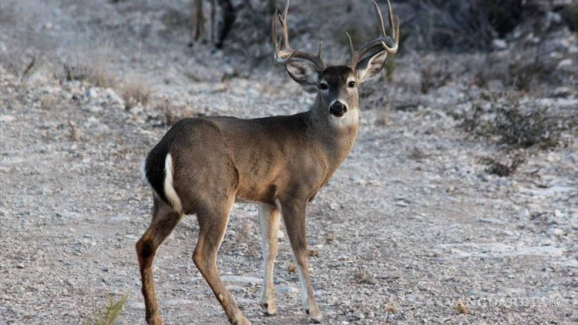 Inicia temporada de caza de venado ‘cola blanca’ en Coahuila