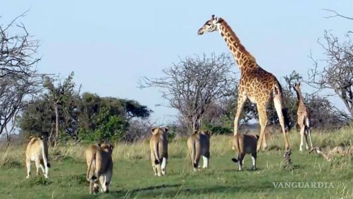 Jirafa defiende a su cría de leones