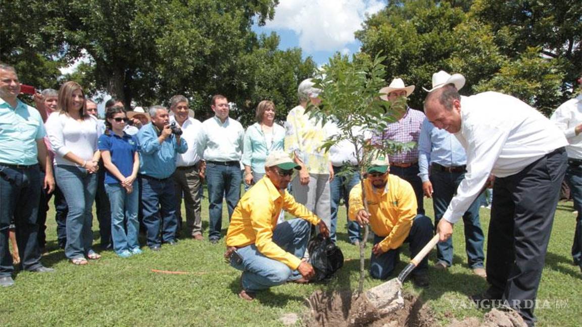 Declaran al nogal como árbol representativo de Coahuila