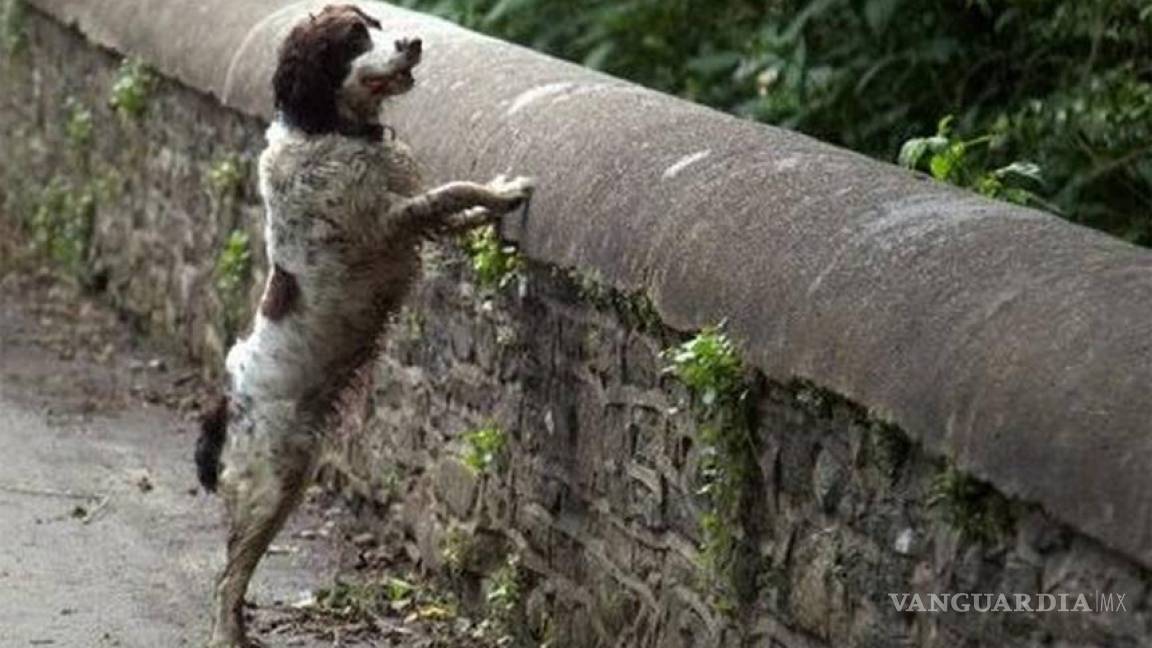 Overtoun Bridge: El misterioso puente donde los perros se suicidan