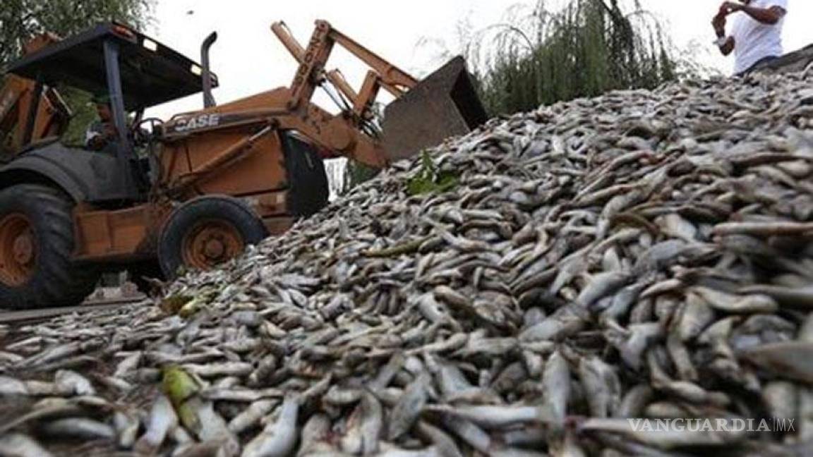 CNDH indaga muerte de peces en Jalisco