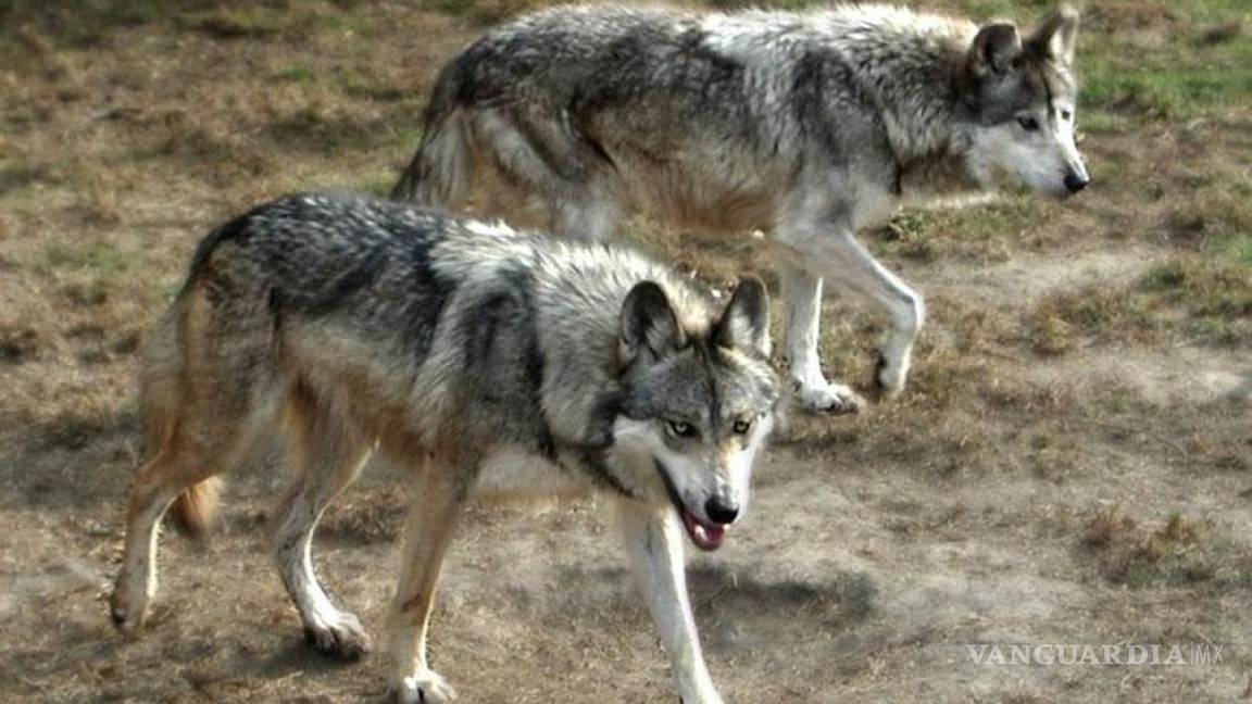 Restan 350 ejemplares de lobo mexicano en México y EU