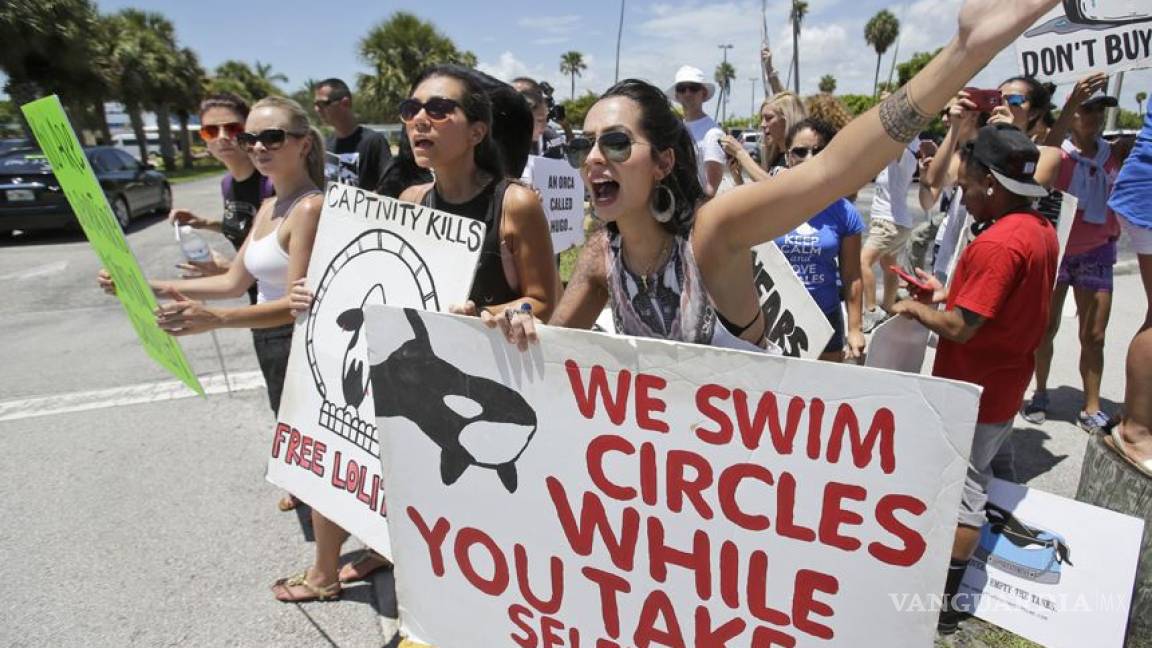 Decenas demandan liberación de orca encerrada en el Acuario de Miami