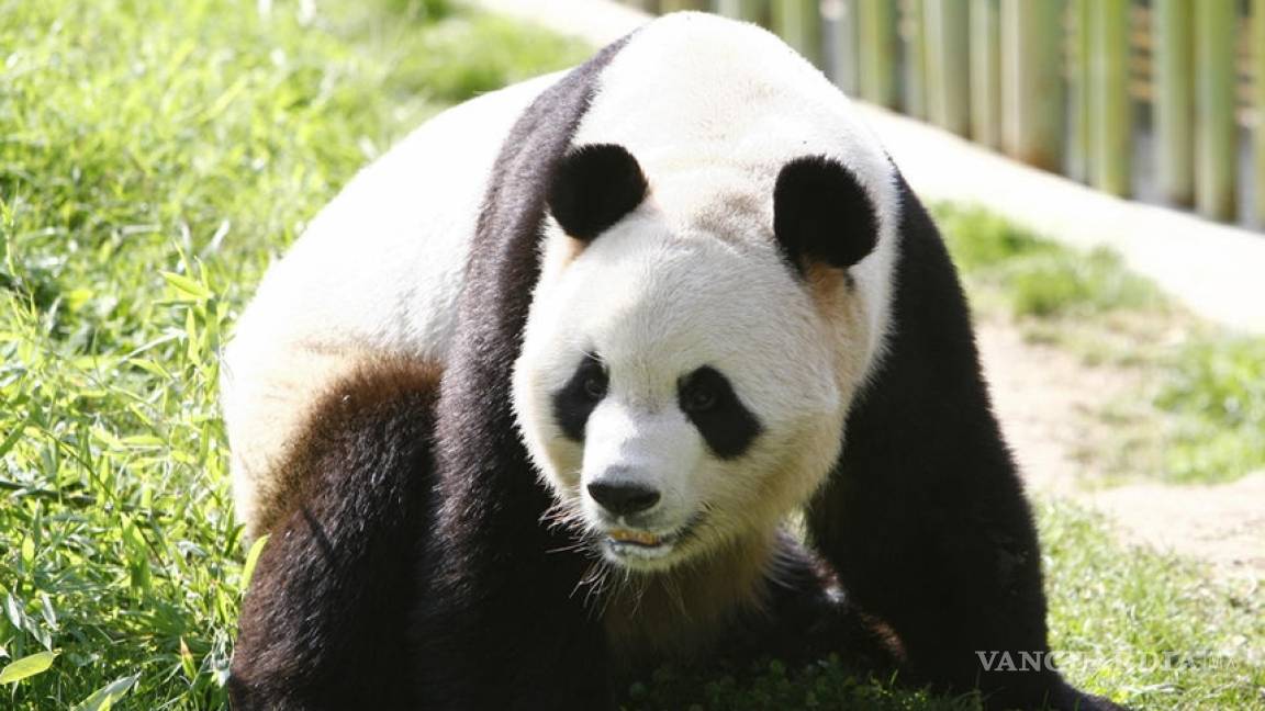 Recibe 83 mil 400 dólares de indemnización por ataque de oso panda