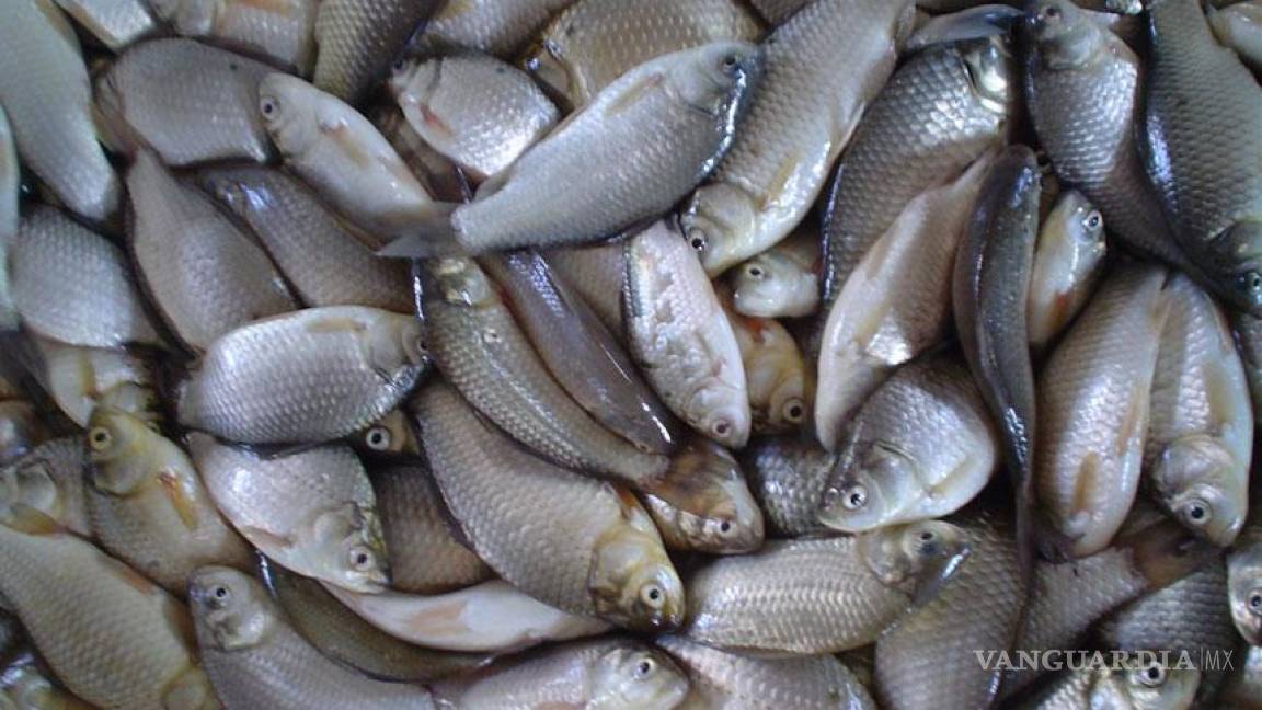 Se mantiene estable el precio de pescados y mariscos para Semana Santa