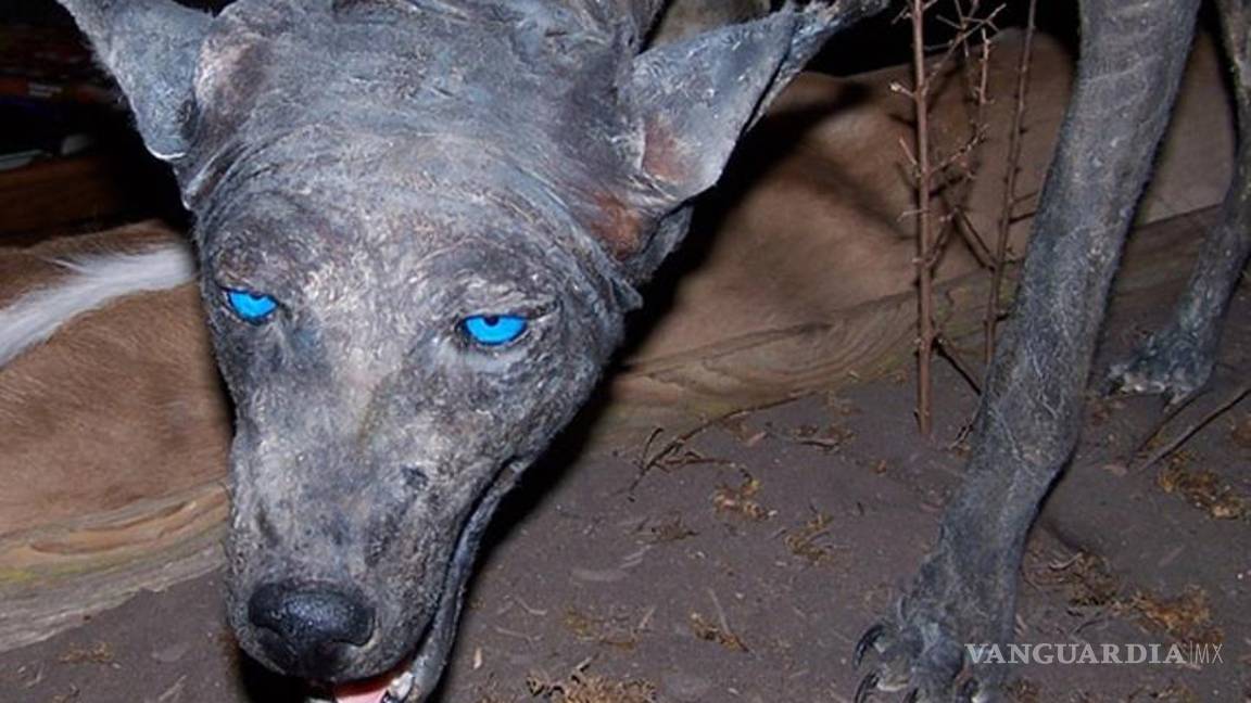 El misterio del &quot;perro azul&quot; de Texas (llamado también &quot;chupacabras texano&quot;) está por develarse (Video)