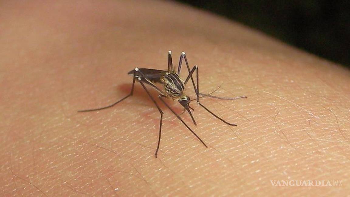 Cero casos de dengue en La Laguna de Coahuila