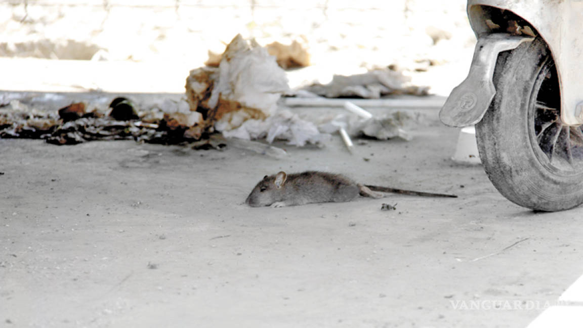 La SS descarta riesgo por plaga de ratas en Saltillo