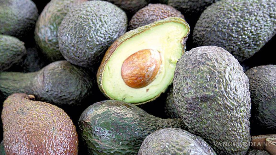 Producción de aguacate Hass mexicano se multiplicó casi 200 veces en 15 años