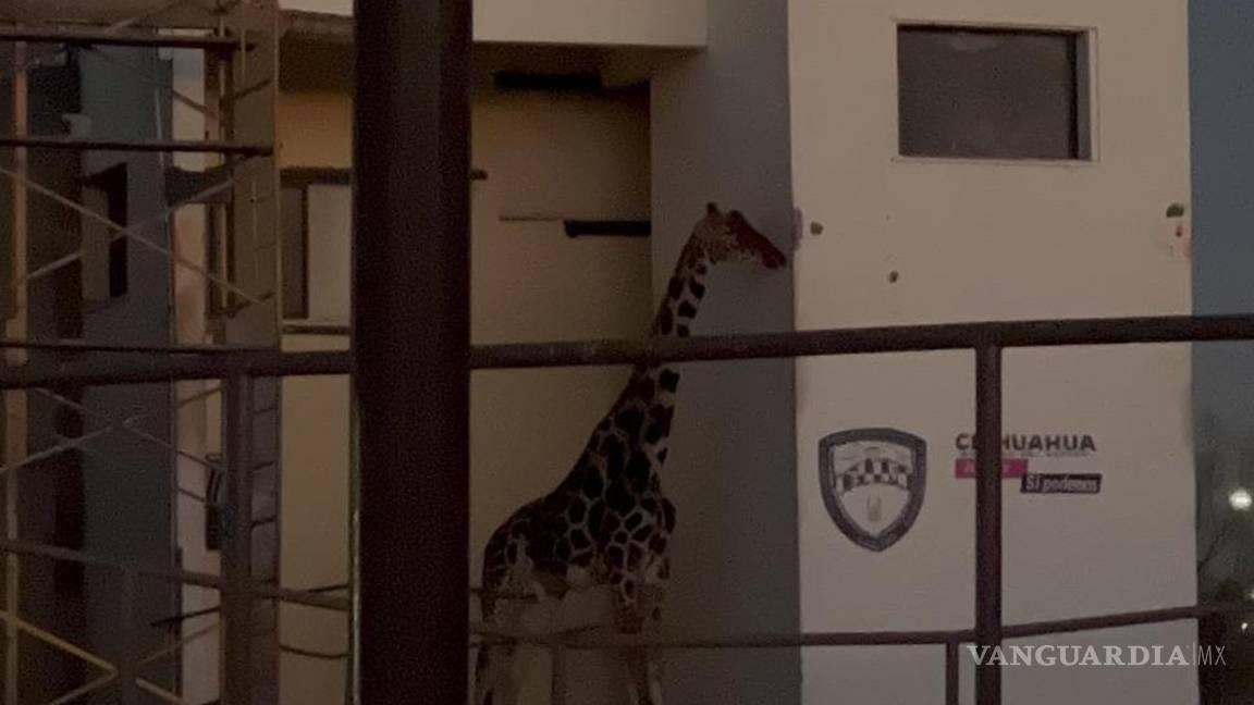 $!Rescatan a la jirafa Benito, tras sufrir por malas condiciones en Chihuahua