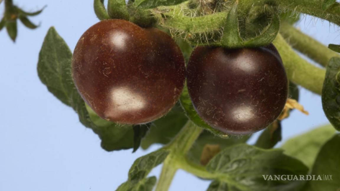 USDA da luz verde al primer tomate morado modificado genéticamente