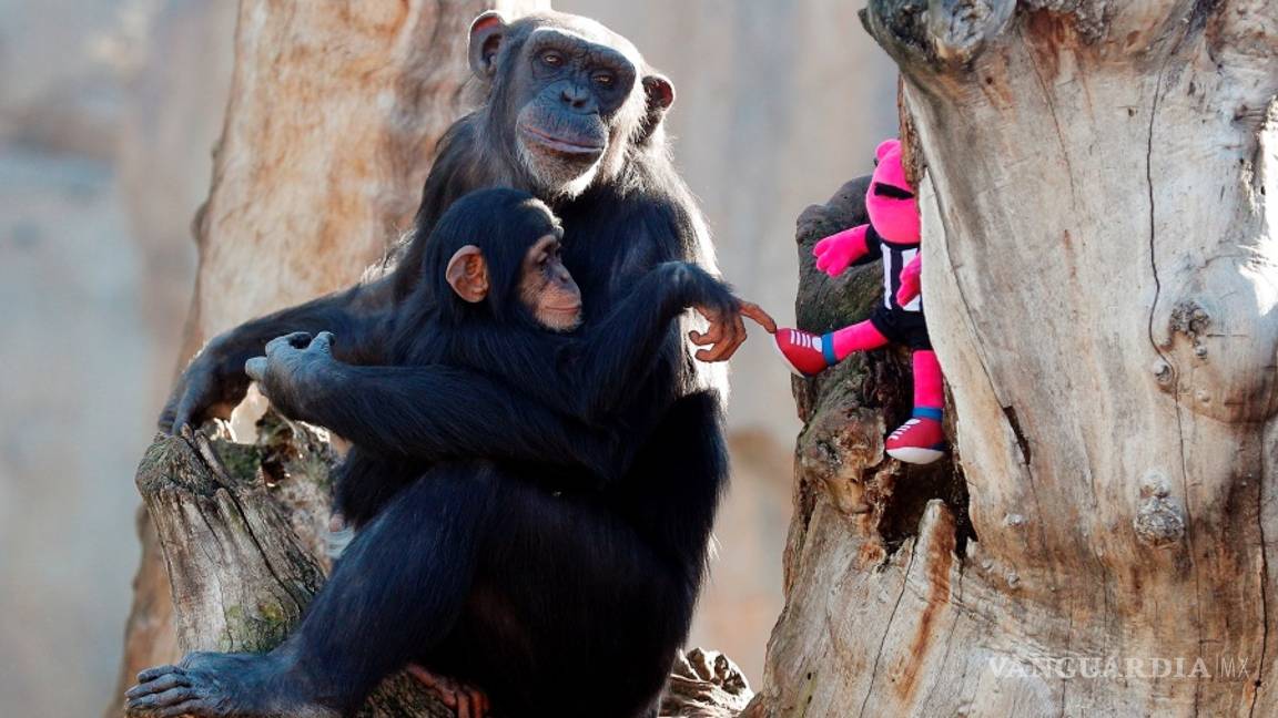 $!¿Cuándo los humanos y los simios se separaron?