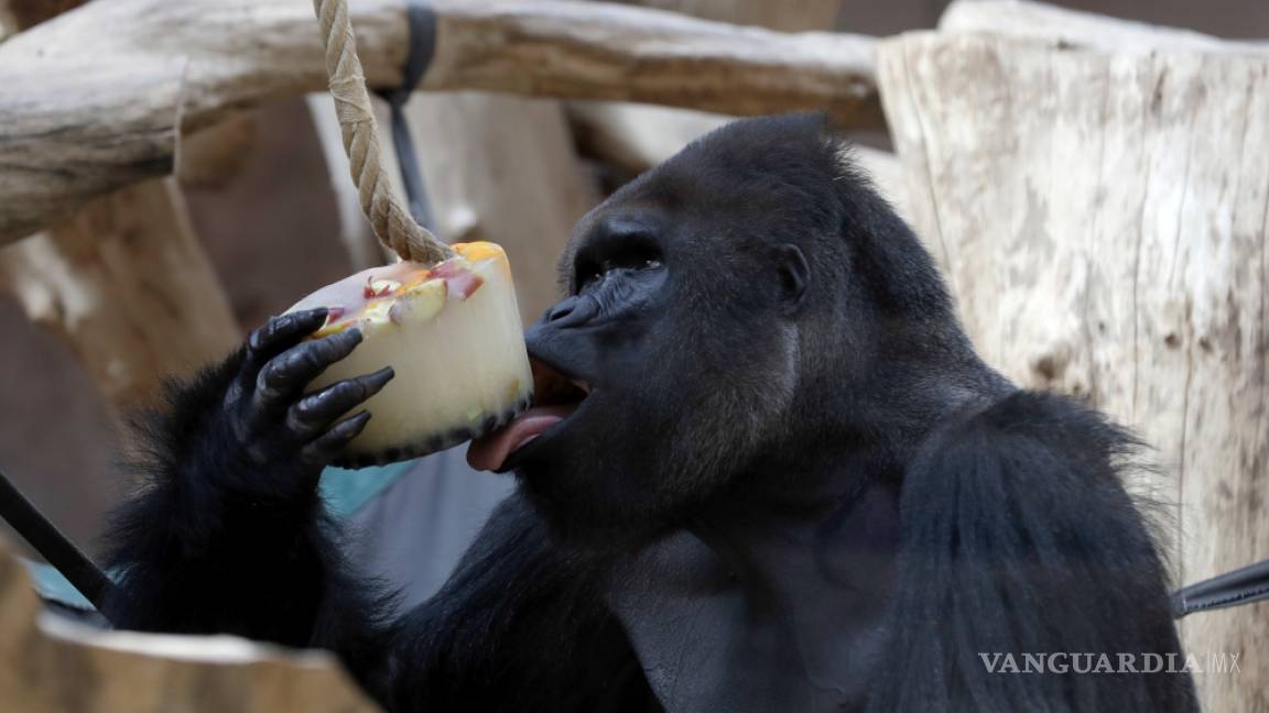 Por el calor tan intenso, gorilas en zoológico de Praga se refrescan con helados