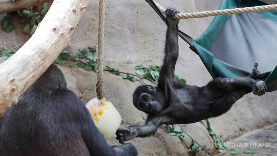 $!Por el calor tan intenso, gorilas en zoológico de Praga se refrescan con helados