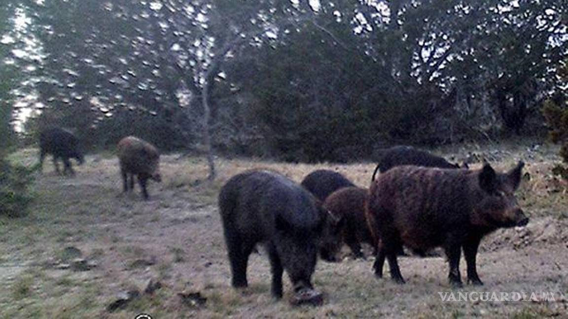 $!Los animales pesan entre 35 y 110 kilos en promedio, pero pueden llegar a pesar el doble