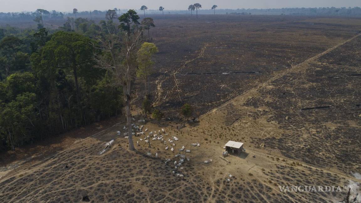 Bate récord deforestación en el Amazonas brasileño