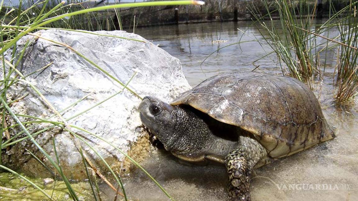 Exhorta UAdeC a rescatar la tortuga bisagra
