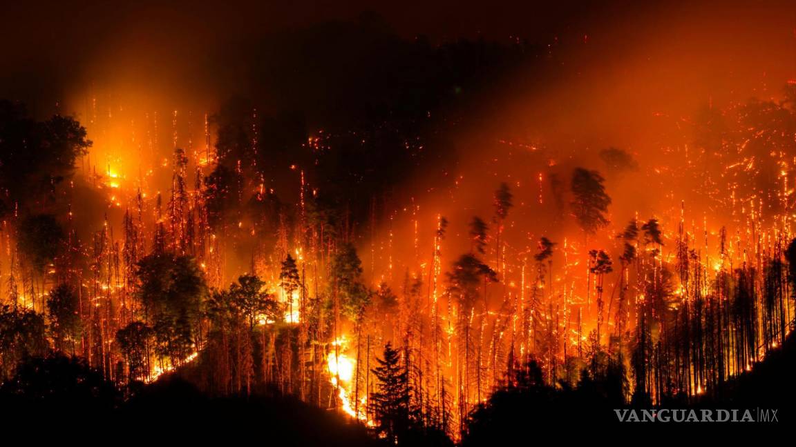 Fuego devora casi 700 mil hectáreas de bosque en Europa