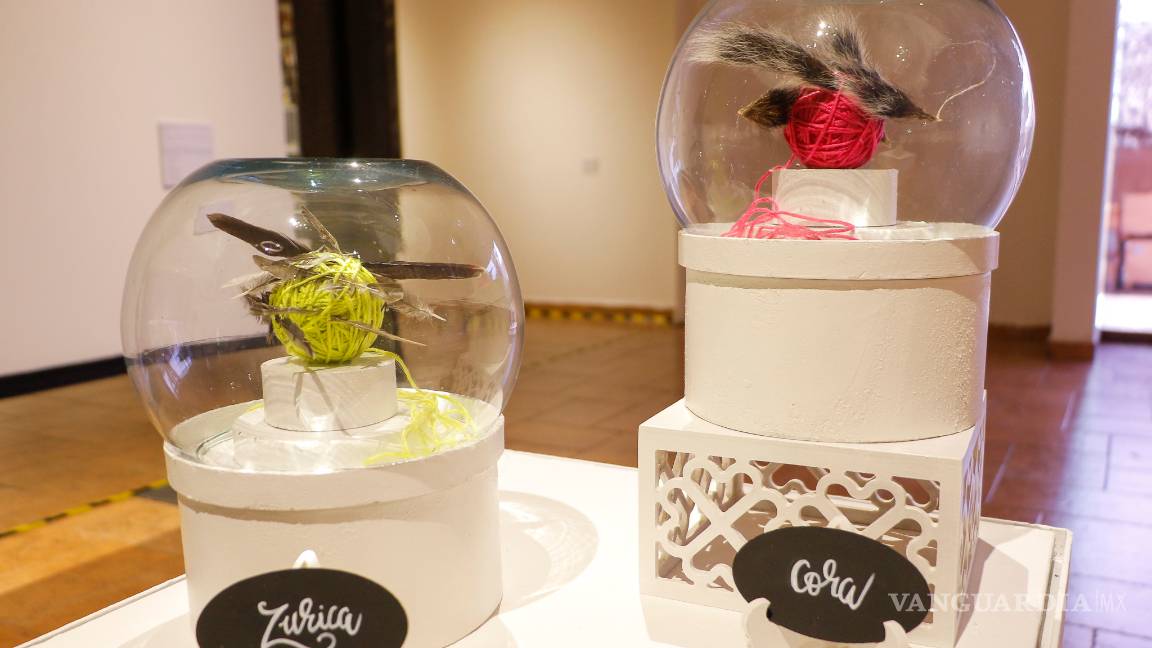 $!Exponen las acumulaciones de recuerdos en 'Objeto Animal'