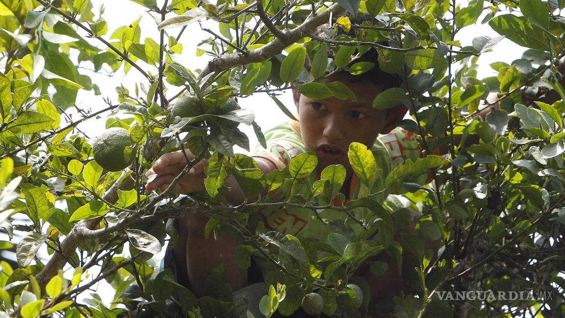 $!Según su tamaño, los limones se pueden clasificar en pequeños, medianos y grandes; y por su color en verdes y amarillos.