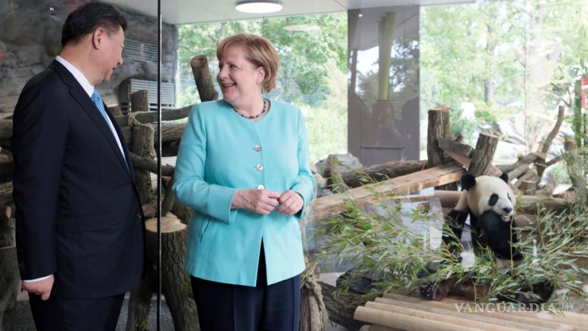 Tesorito y Sueñito, el regalo de Xi a Merkel antes del G20