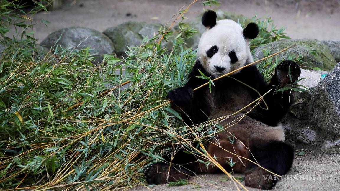 $!Vista de un oso panda del Zoo de Madrid. El oso panda aparece en los informes medioambientales como un animal en extinción. EFE/David Fernández