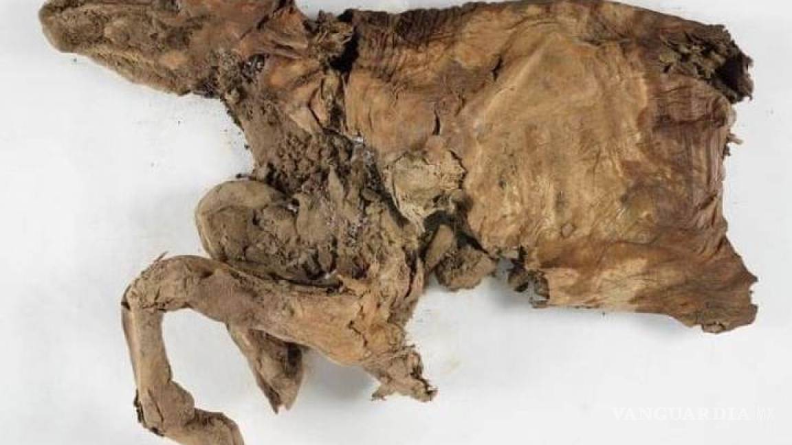Descubren en Canadá lobo y caribú momificados de hace 50,000 años
