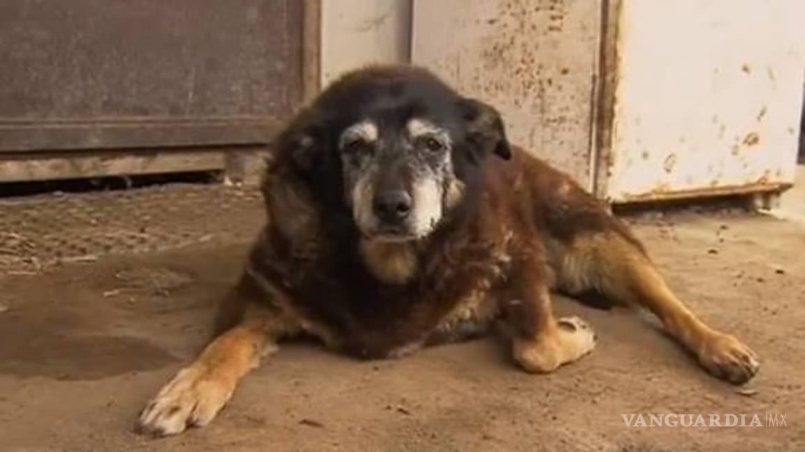$!El perro más viejo del mundo muere a sus 30 años