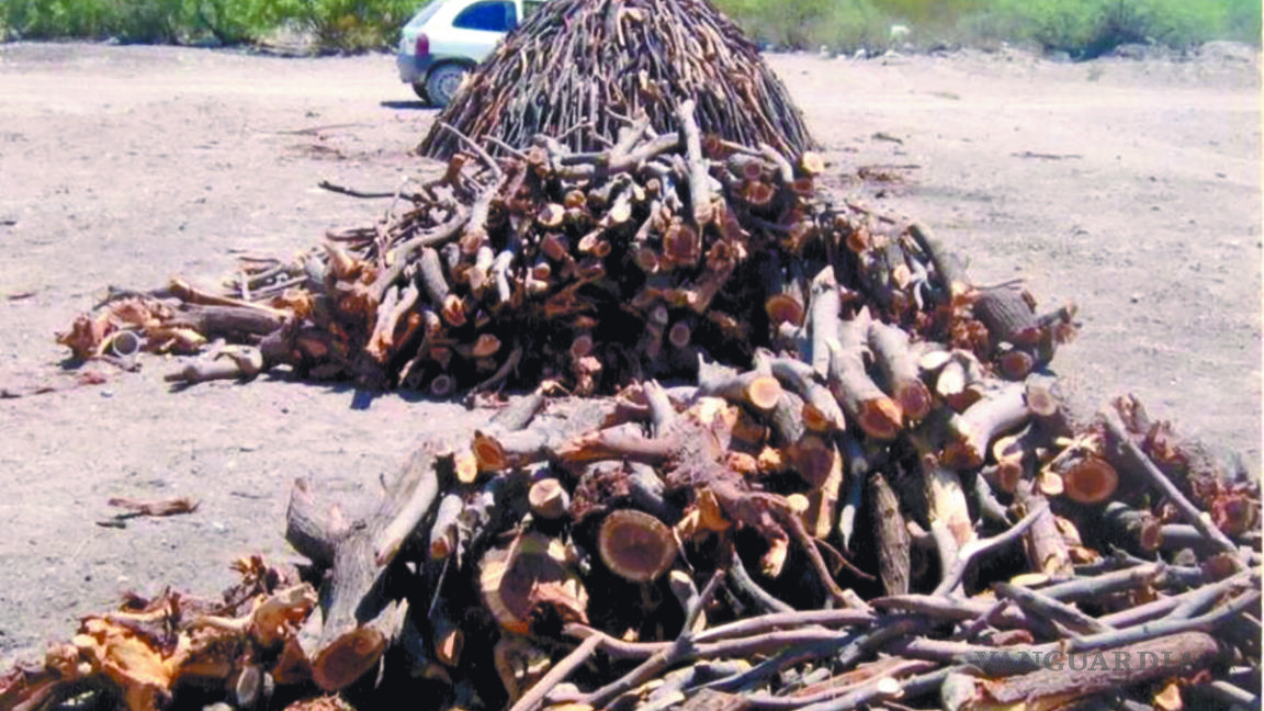 San Pedro, Coahuila, busca regular a carboneros de mezquite