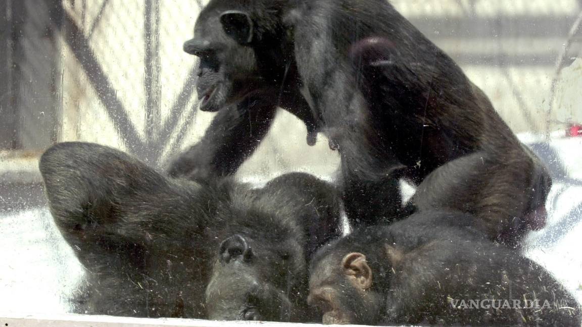 $!Un grupo de chimpancés se bañan en un zoológico. El chimpancé está considerado como uno de los animales en extinción. EFE/Ramón Castro