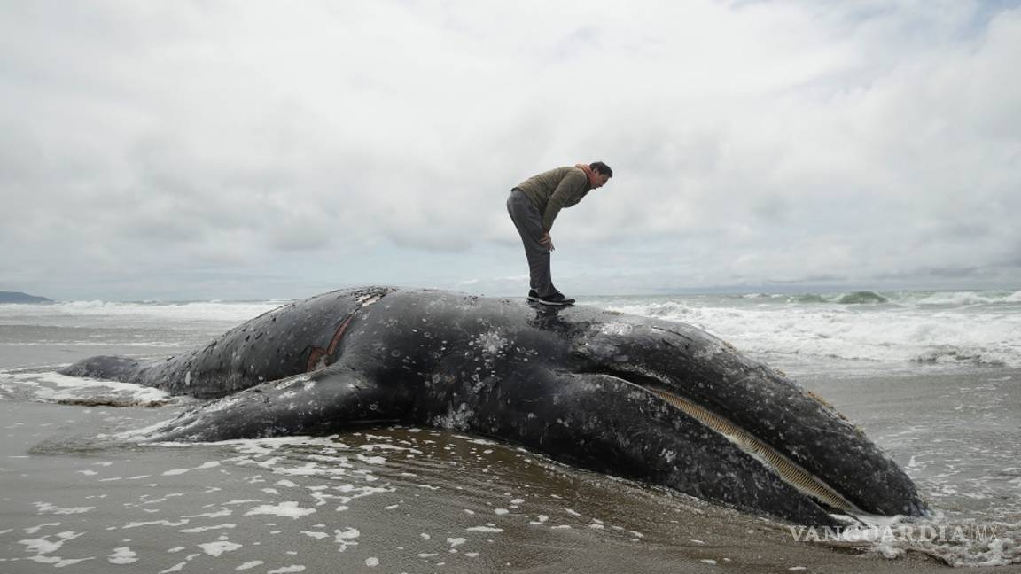 $!Encuentran a novena ballena muerta en la bahía de San Francisco