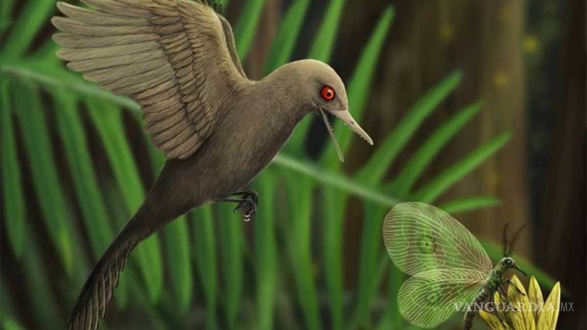 $!Paleontólogos descubren fósil del dinosaurio más pequeño de la historia, más diminuto que un colibrí