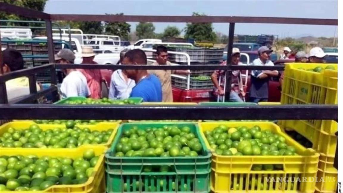 Crimen organizado arrebata a limoneros de Michoacán 30 mdp a la semana