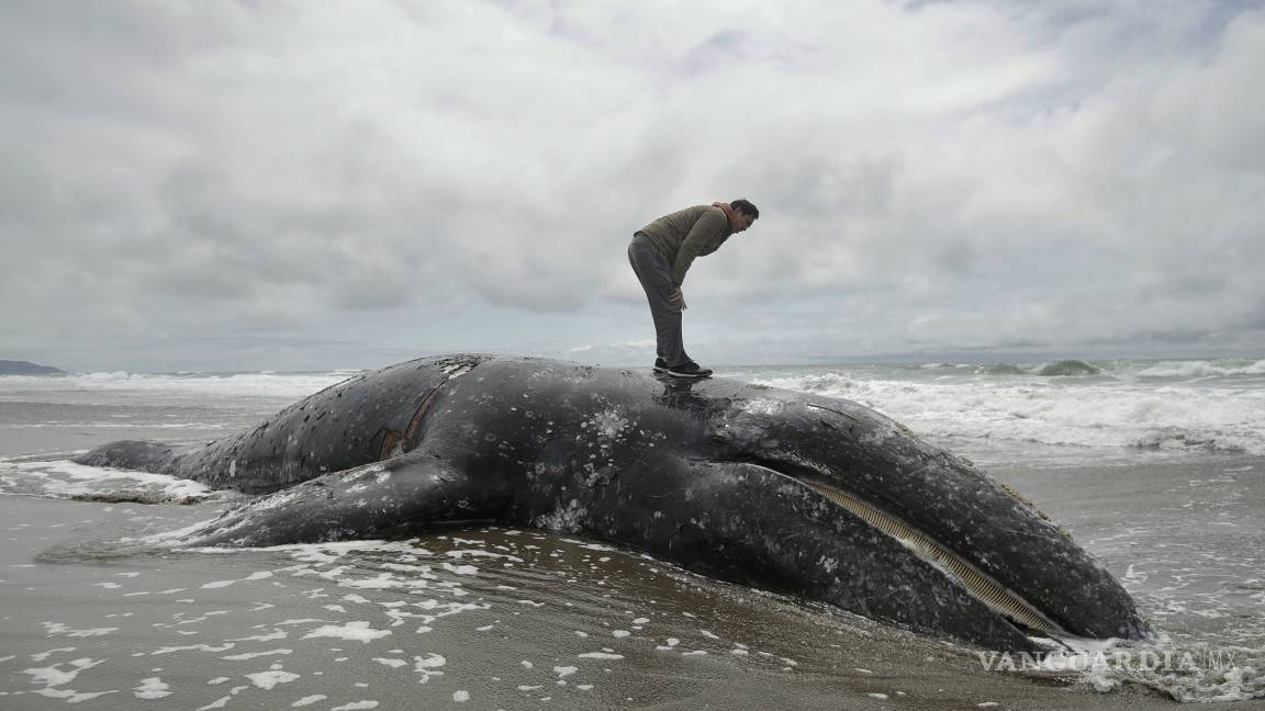 Ballenas muertas colapsan las playas de EU
