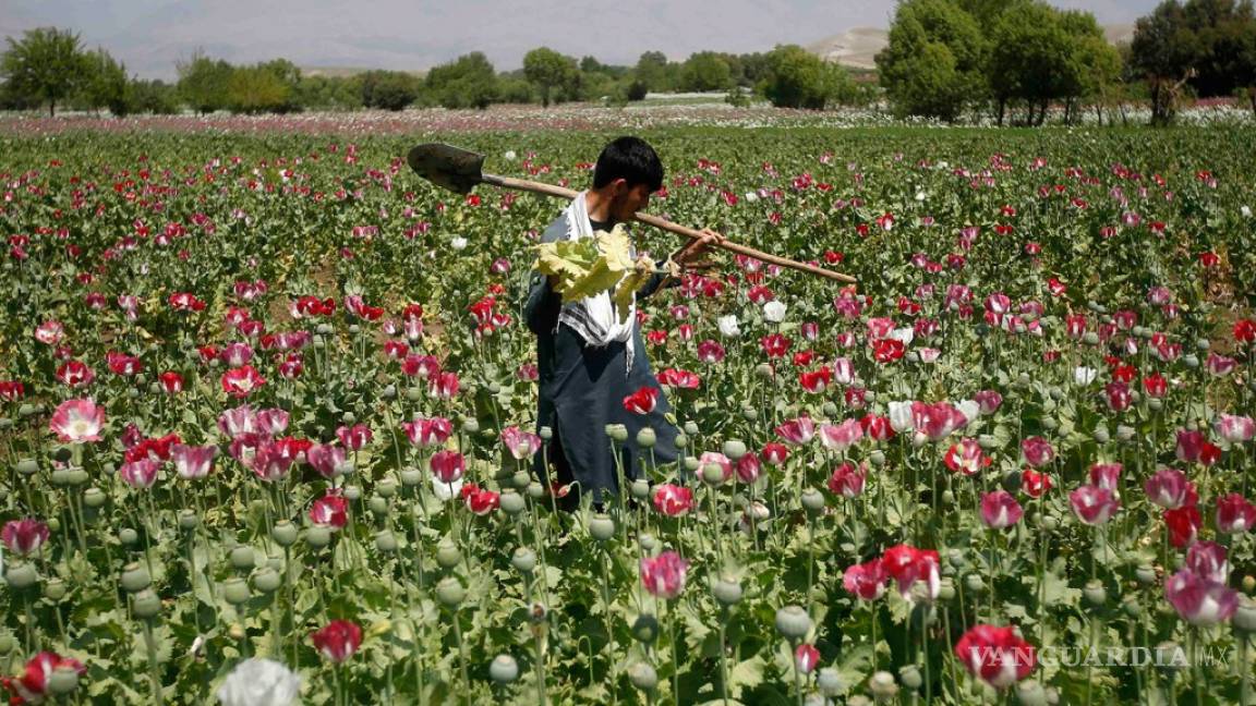 'Florecen' los cultivos de amapola en varias regiones del país