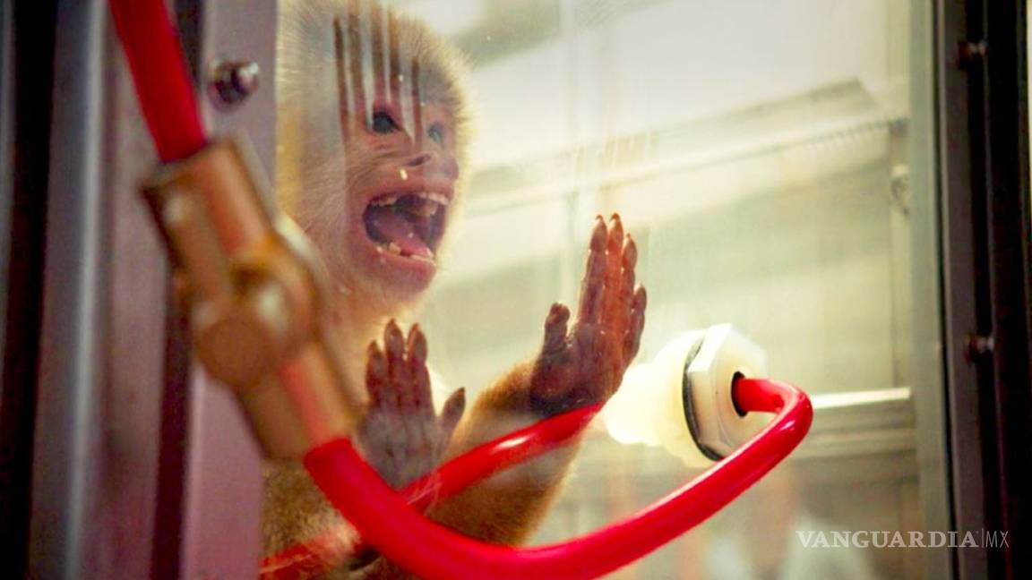 $!Exige Merkel investigar a Volkswagen, BMW y Daimler por ensayos con humanos