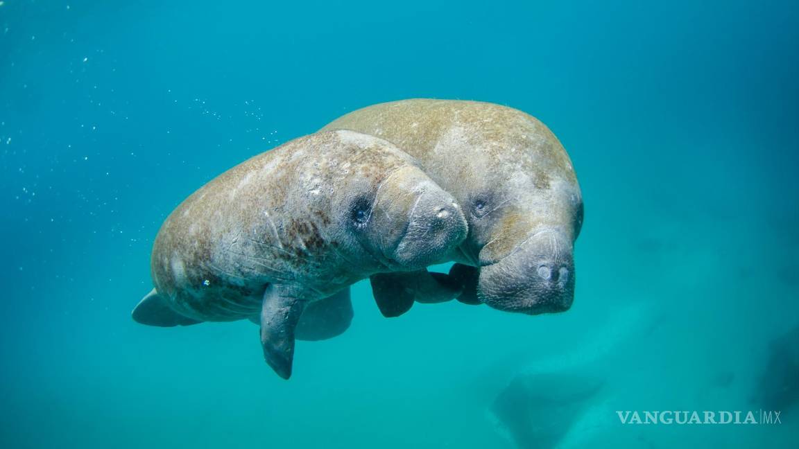 $!Estos artículos en tu hogar están lastimando a los animales marinos