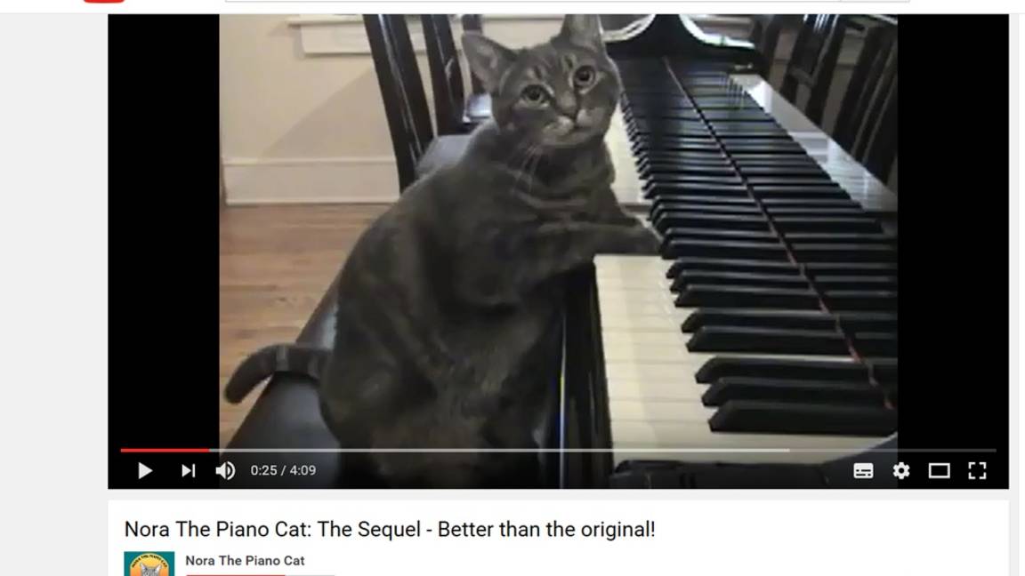 $!Gatos, los reyes de las redes sociales