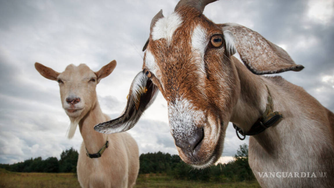 Descubren nueva enfermedad transmitida por cabras, en Holanda