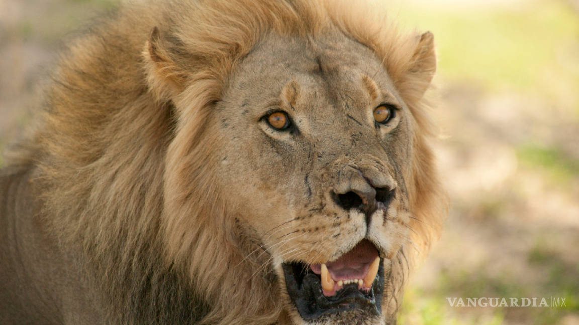 Asesinaron al hijo de Cecil, el león que fue cazado por un dentista