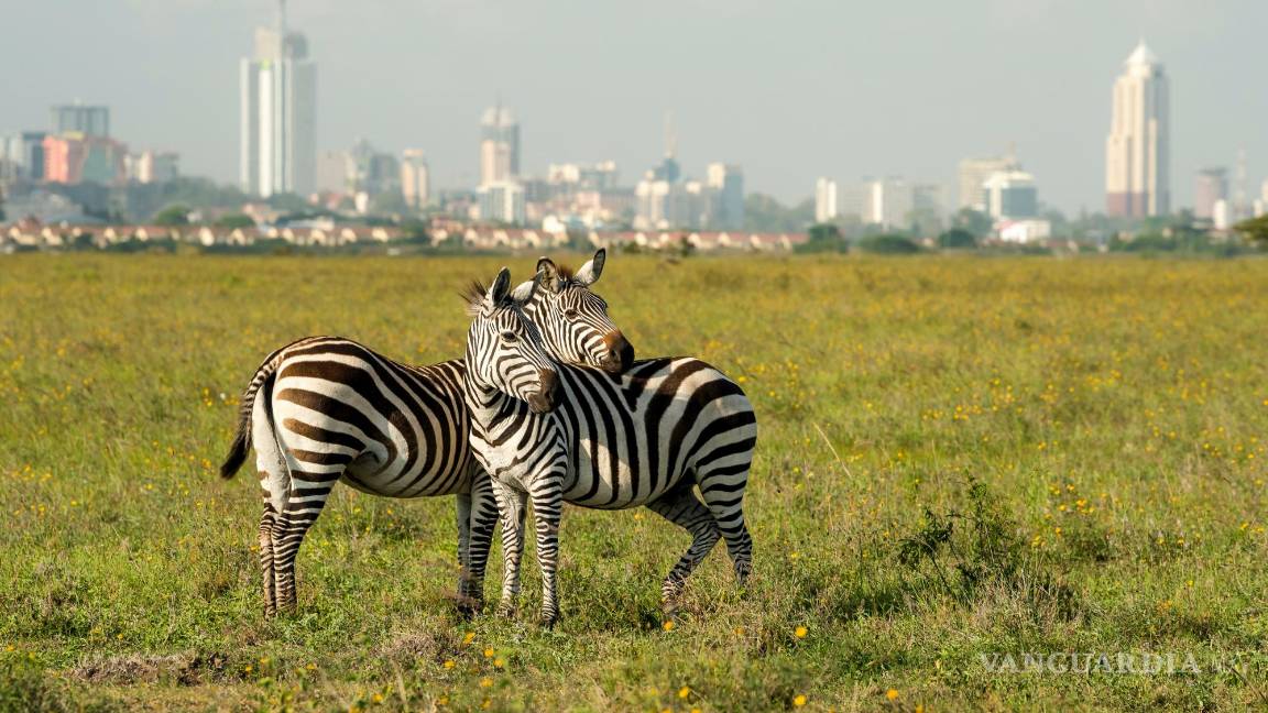 $!Cebras en el Parque Nacional de Nairobi.