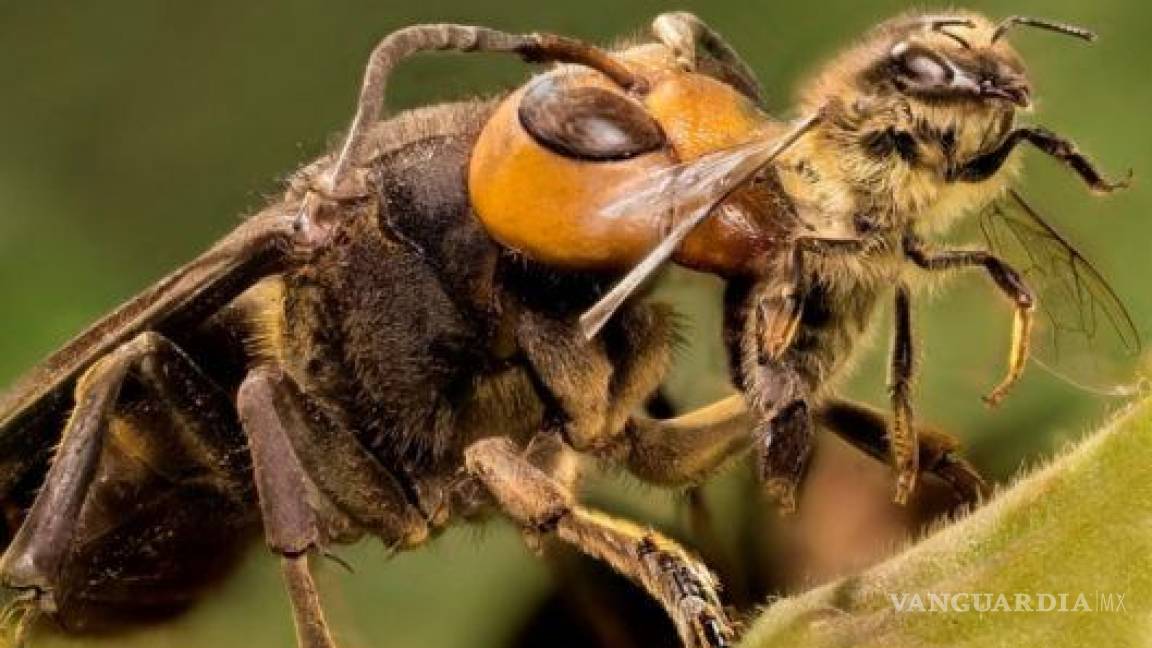 ¡Venganza!... El escalofriante momento en que las abejas se unen para matar a un avispón asesino (video)